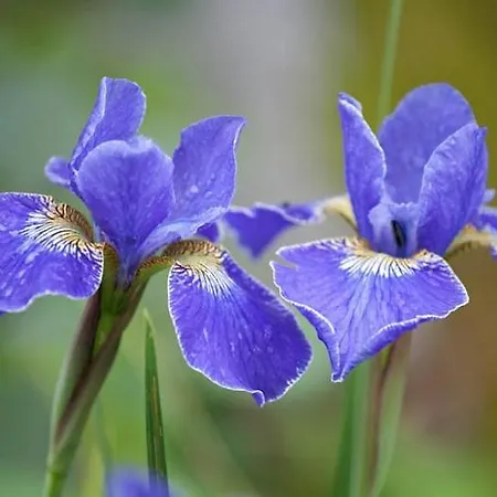 Apartman The Attic Lovran