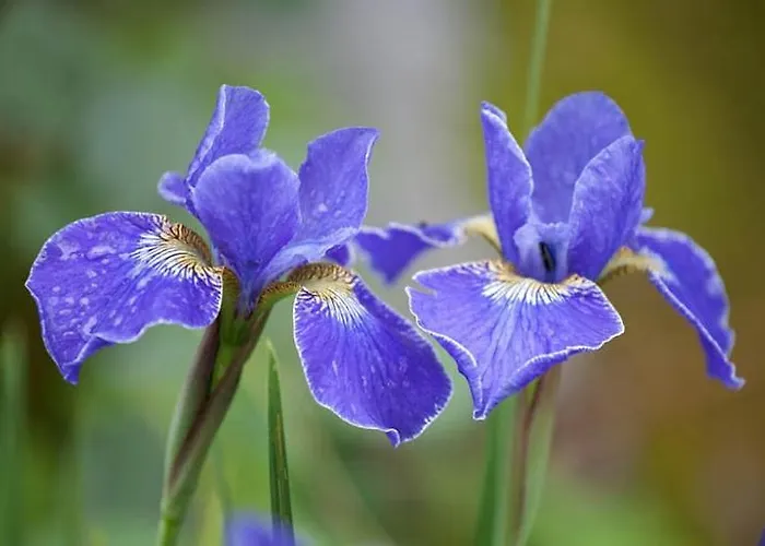Lägenhet The Attic Lovran